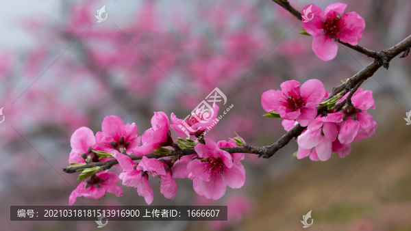 一枝桃花