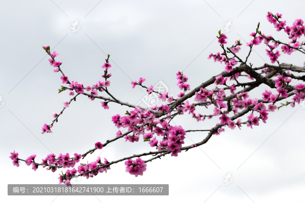 桃花