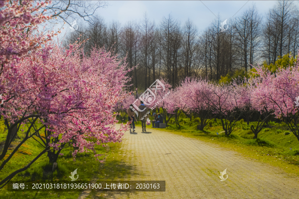 櫻花大道
