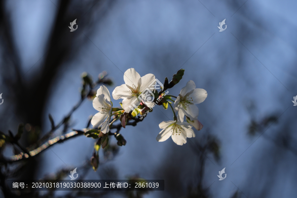東京櫻花