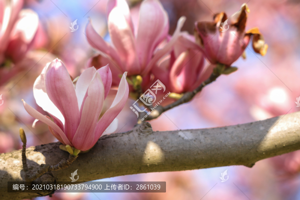 朱砂玉蘭