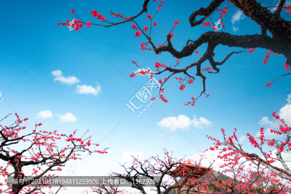 鷹嘴桃花