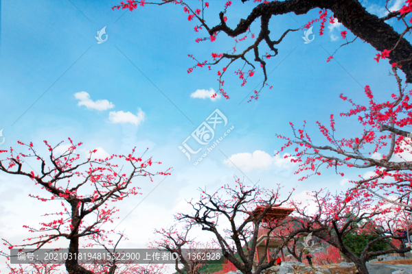 鷹嘴桃花