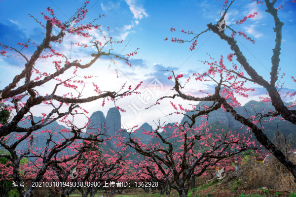 鷹嘴桃花