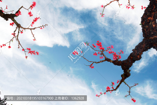 鷹嘴桃花