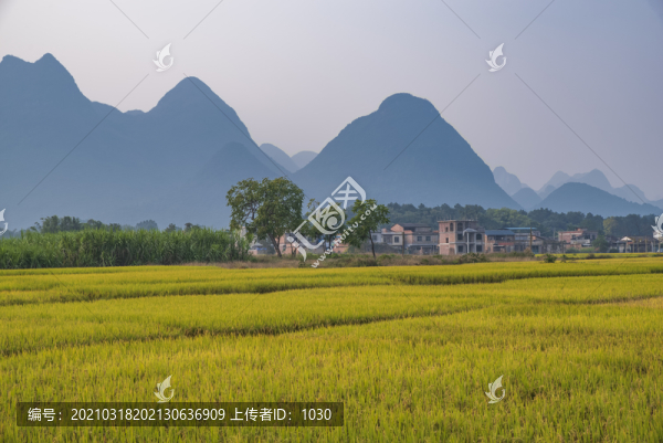 水稻田秋天景色