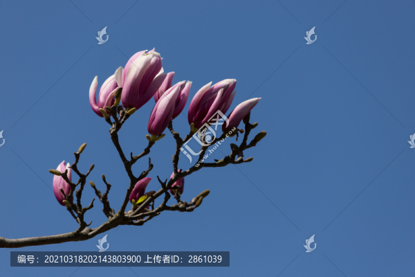 朱砂玉蘭