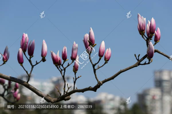 城市玉蘭花