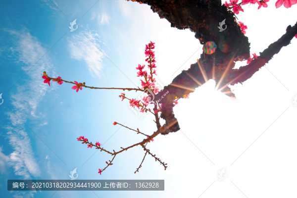 鷹嘴桃花