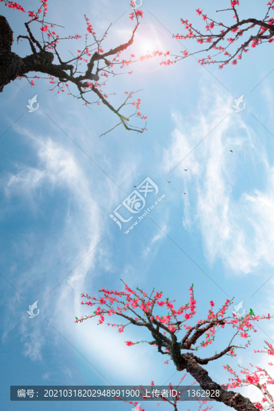 鷹嘴桃花