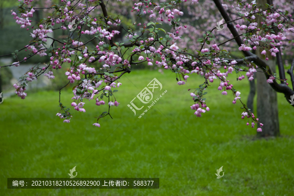 春雨海棠花開