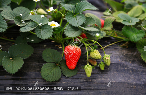 草莓