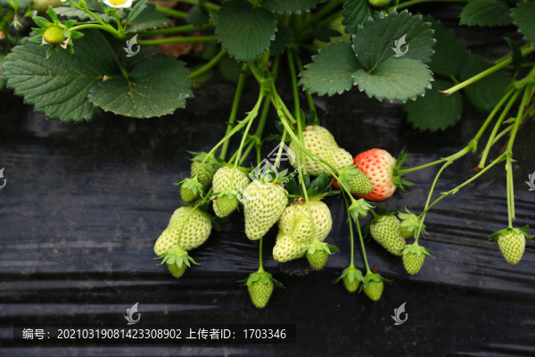 草莓
