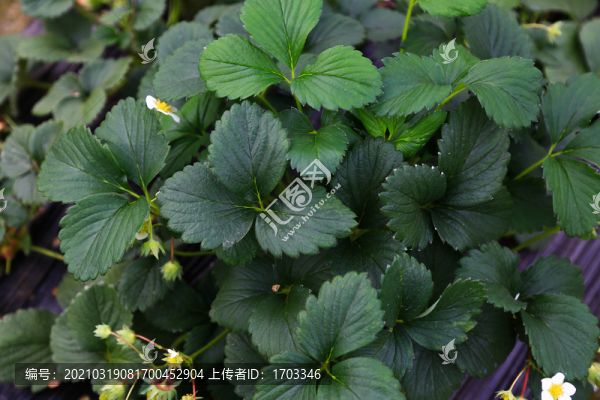 草莓