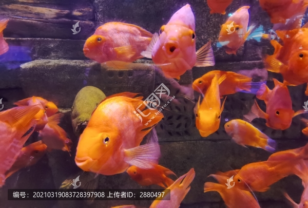 魚