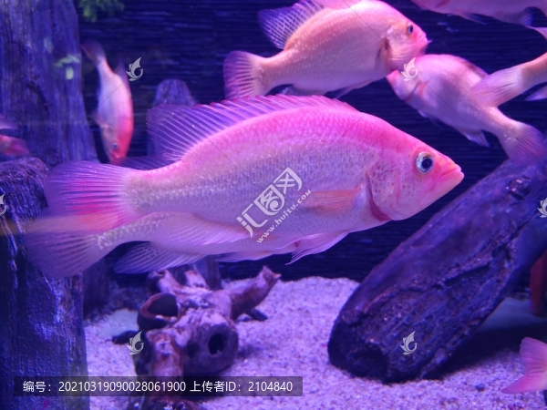 紅老虎魚