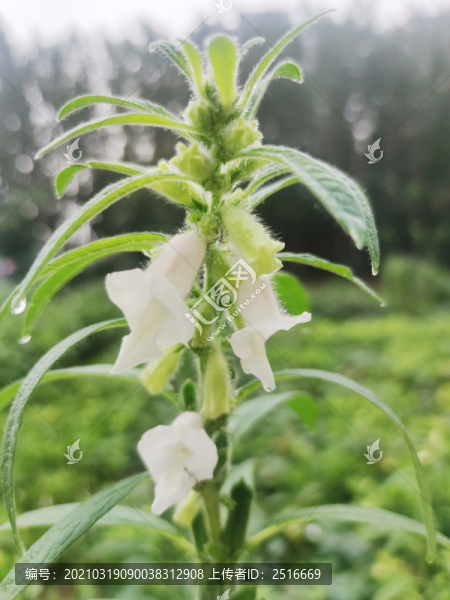 芝麻開(kāi)花