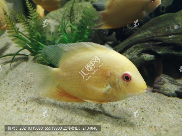 金菠蘿魚