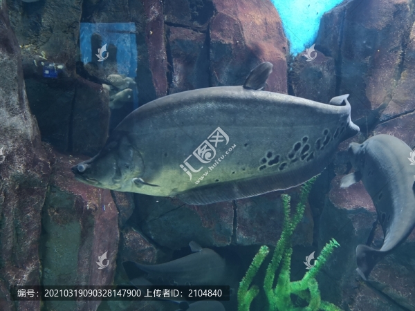 七星刀魚