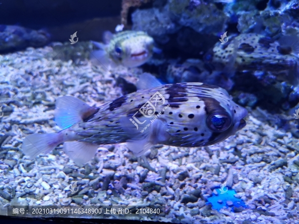 刺鲀