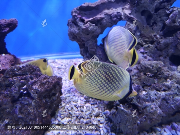 蝴蝶魚