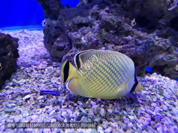 蝴蝶魚