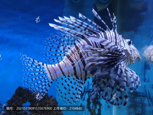 獅子魚(yú)