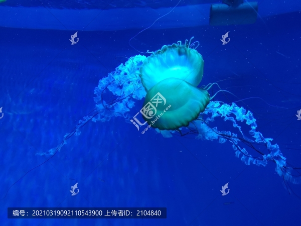 太平洋海刺水母