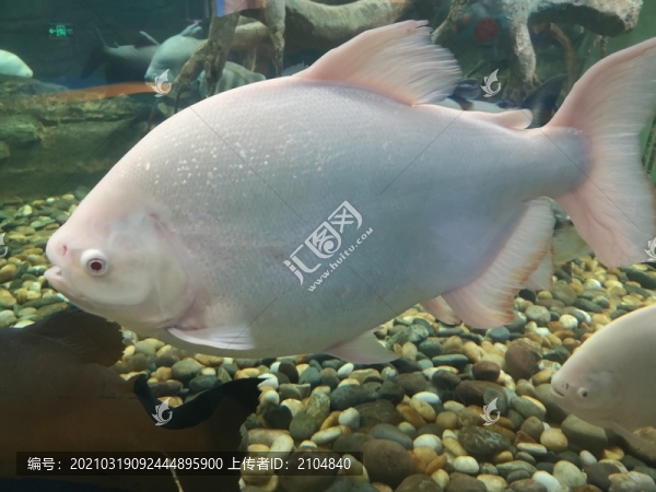 白鯧魚