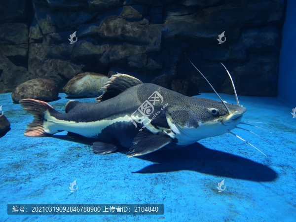 招財(cái)貓魚