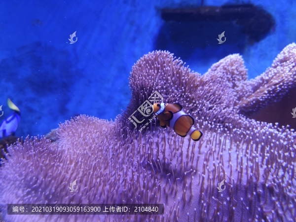 海葵和小丑魚