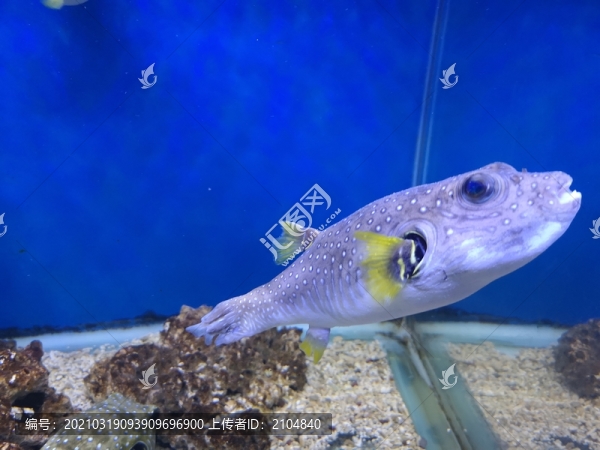 狗頭魚