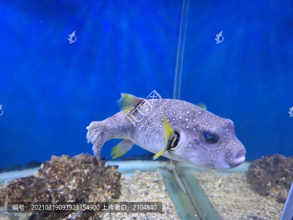 狗頭魚