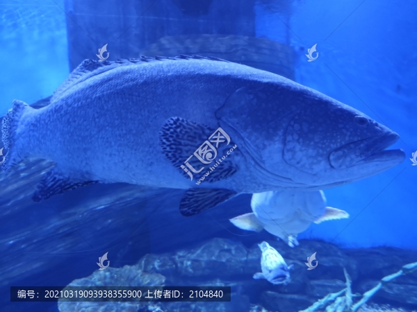 石斑魚