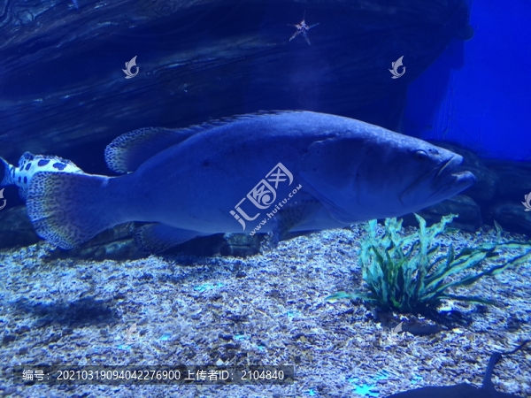 石斑魚