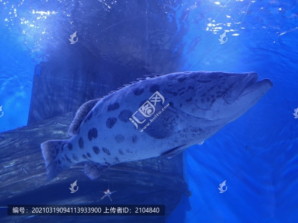 石斑魚