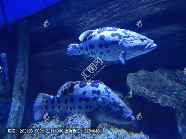 石斑魚