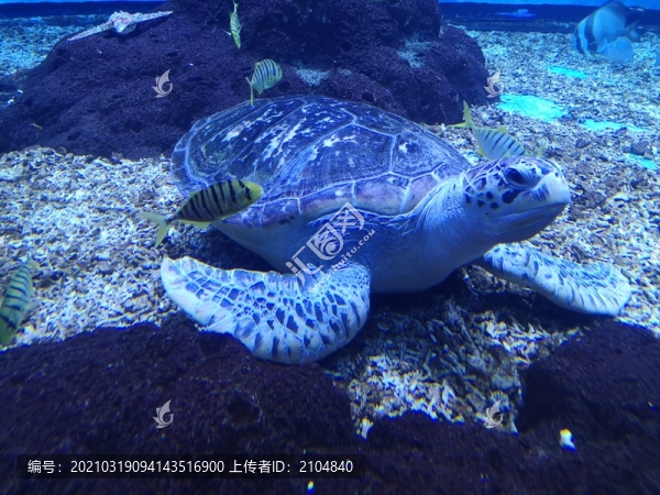 海龜