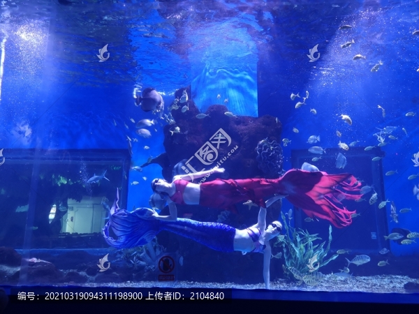 美人魚表演