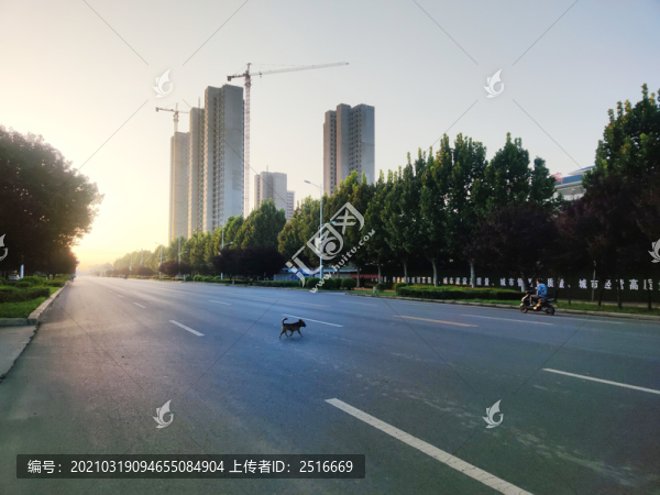 早晨過(guò)馬路的小狗