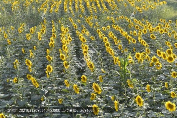 向日葵