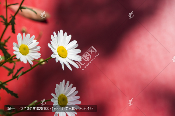雛菊