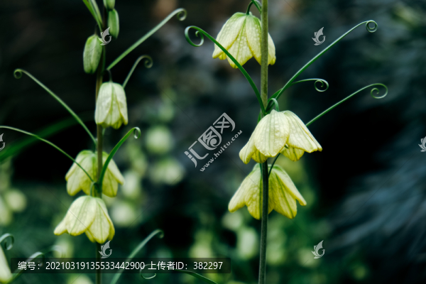 浙貝母