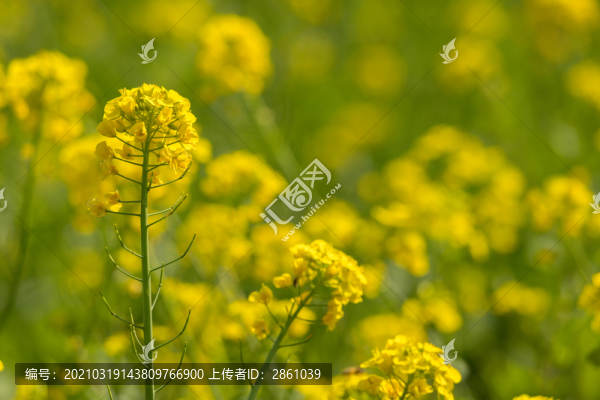 油菜花