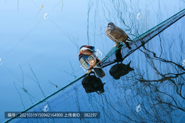 鴛鴦?dòng)魏? title=