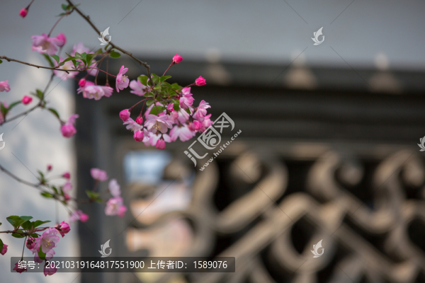 海棠花開