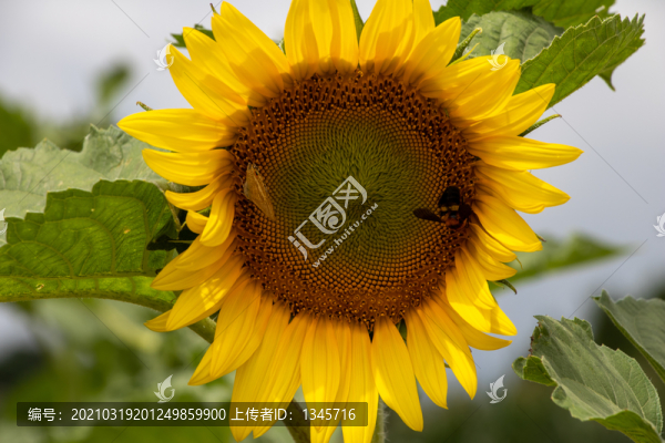 向日葵太陽花