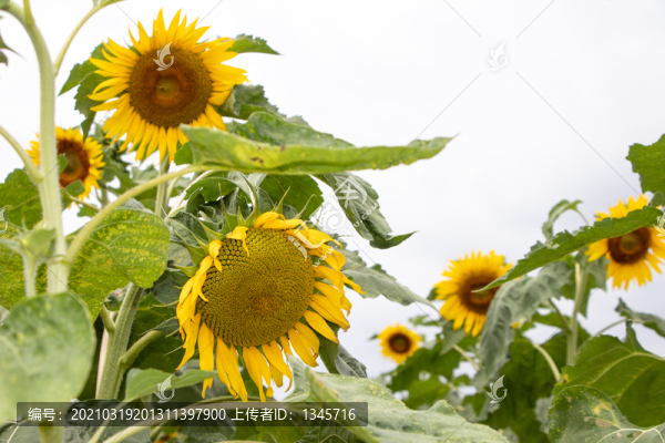 向日葵太陽(yáng)花