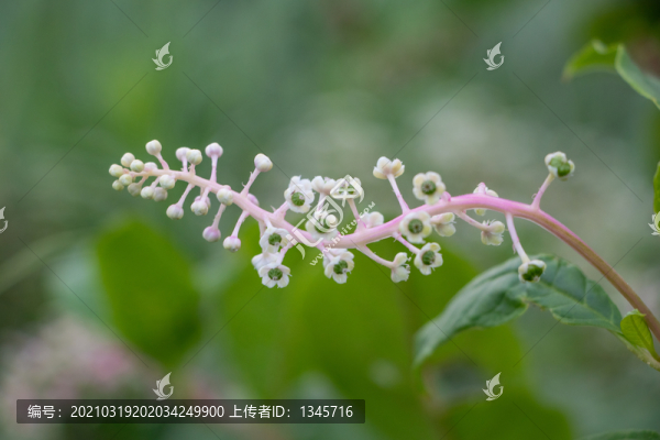 垂序商陸果實