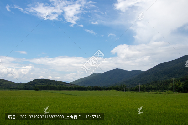 稻田風(fēng)光